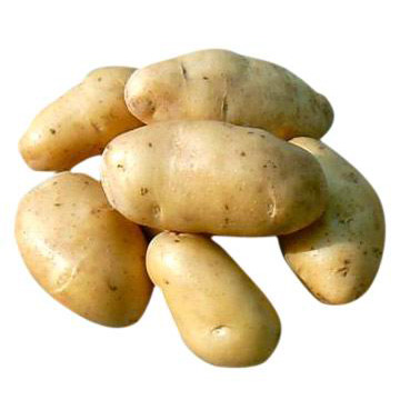  Holland Potato ( Holland Potato)