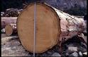  Hinoki Wood Log