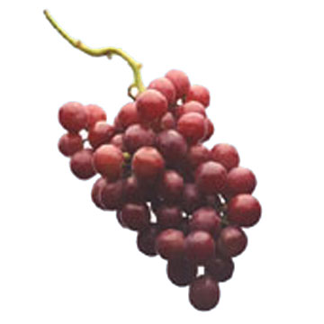  Grape Seed Extract (Extrait de pépins de raisin)