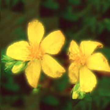  St. John`s Wort Extract (Зверобоя Extr t)