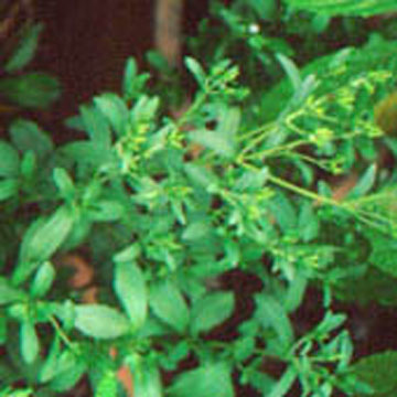 Stevia-Extrakt (Stevia-Extrakt)