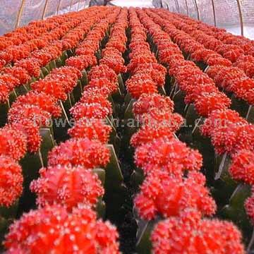  Gymnocalycium Friedrichii Vermilion (Gymnocalycium friedrichii Vermilion)