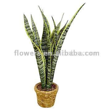  Sansevieria Thifasciata Var. Laurentic