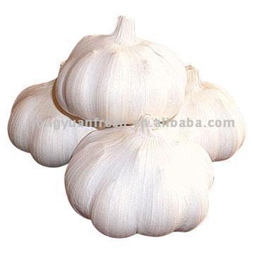 Knoblauch (Knoblauch)