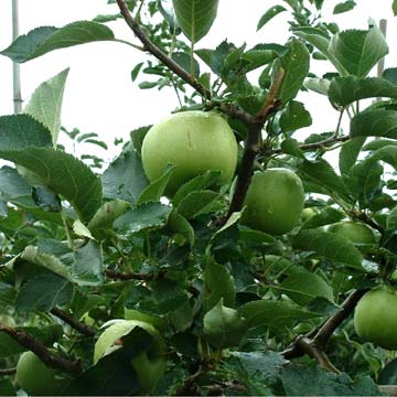  Green Apples (Зеленые яблоки)