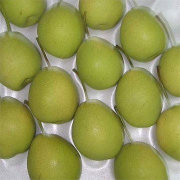  Shandong Pears (Shandong Poires)