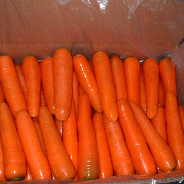  Carrot