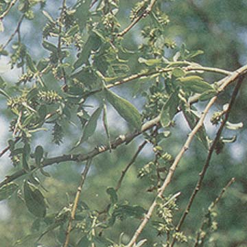  White Willow Bark P.E.