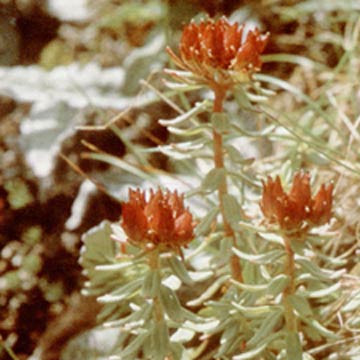 Rhodiola rosea Extrakt (Rhodiola rosea Extrakt)