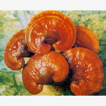 Lucid Ganoderma Extrakt (Lucid Ganoderma Extrakt)