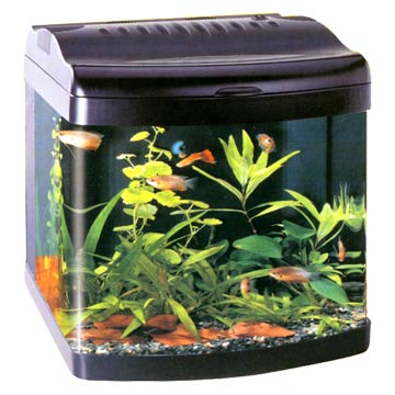 Mini Aquarium