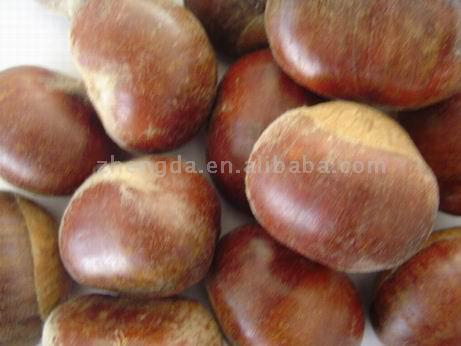  Fresh Chestnuts 40-60 pcs/kg (Châtaignes fraîches 40-60 pcs / kg)