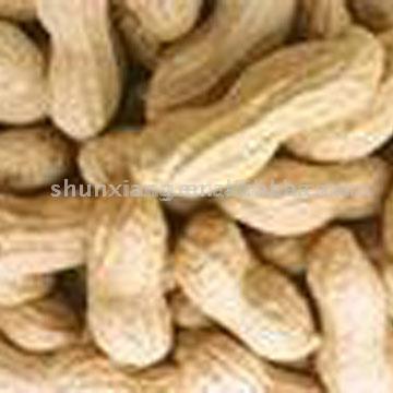  Roasted Peanuts in Shell ( Roasted Peanuts in Shell)