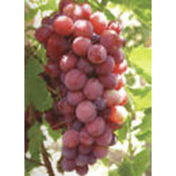  Grape Seed Extract (Extrait de pépins de raisin)