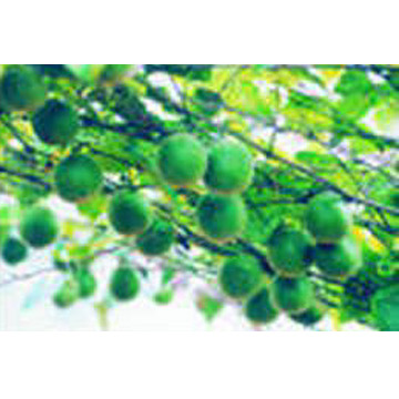 Corsvenor Momordica Fruit Extract (Corsvenor Momordica Fruit Extract)