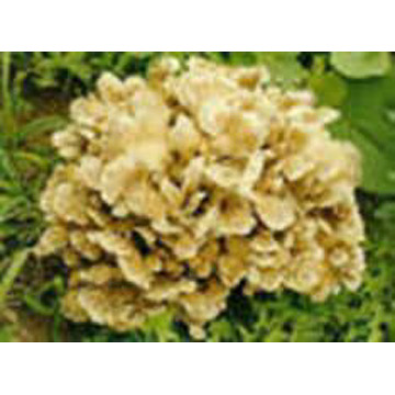 Maitake Pilz Extrakt (Maitake Pilz Extrakt)