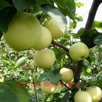  Golden Pears (Golden Pears)