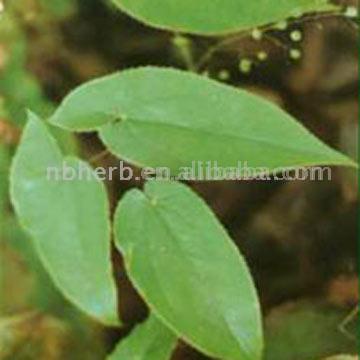  Epimedium Extract (Epimedium Extrakt)