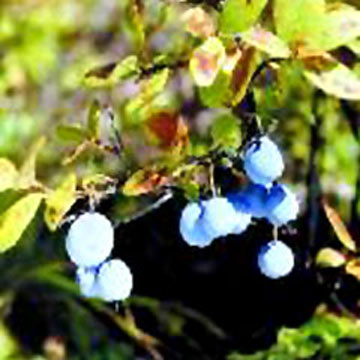  Bilberry Extract (Экстракт черники)
