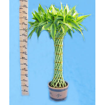  Dracaena Sanderiana