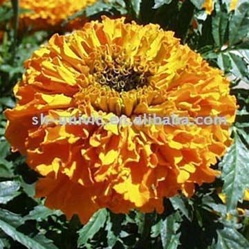 Marigold EW (Marigold EW)