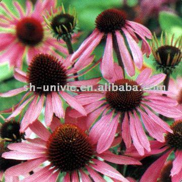 Echinacea purpurea EW (Echinacea purpurea EW)