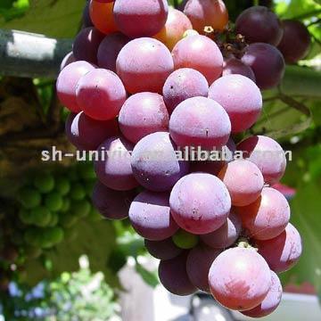  Grape Seed P.E. (Виноградных косточек P.E.)