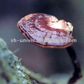  Reishi Mushroom P.E. (Грибы Рейши P.E.)