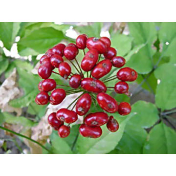  Ginseng Berry Extract for Diabetic (Женьшень Berry Extr t для диабетических)