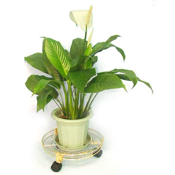 12 "Plant Dolly mit Vinyl Untertasse (12 "Plant Dolly mit Vinyl Untertasse)