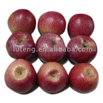  Qinguan Apples (Qinguan Äpfel)