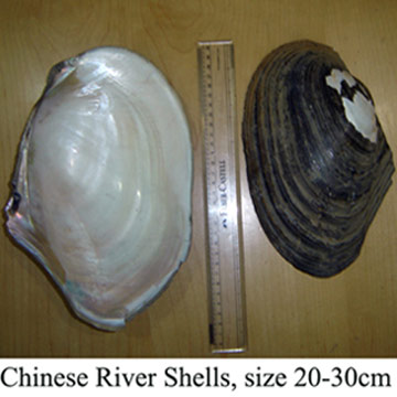  Chinese River Shells of raw materials (Chinese River réservoirs de matières premières)