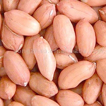  Peanut Kernels ( Peanut Kernels)