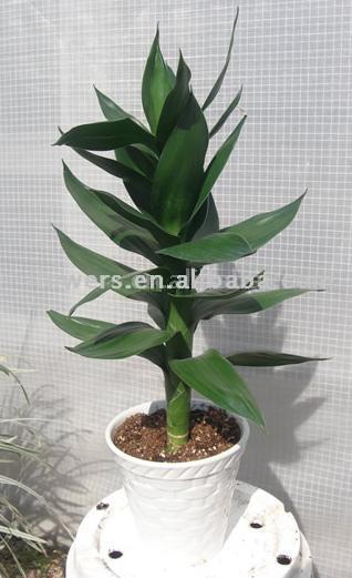  Dracaena Sanderiana "Lotus"