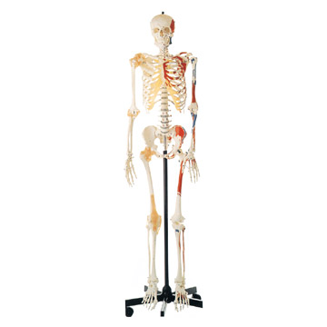  Artificial Human Skeleton