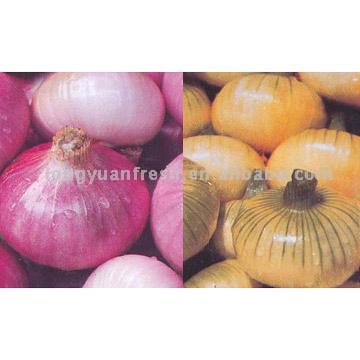 Onion (Onion)