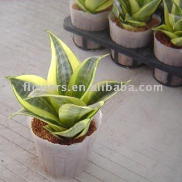  Sansevieria Thifasciata Var. Laurentic (Lotus) (Sansevieria Thifasciata Var. Laurentic (Lotus))