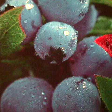  Blueberry Concentrate Juice (Черника концентрированного сока)