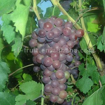  Flame Seedless Grapes (Пламя Виноград без косточек)