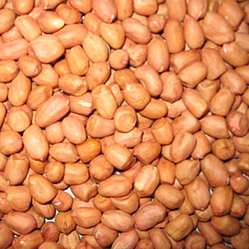  Peanut Kernels (Round Type) (Arachides décortiquées (Round Type))