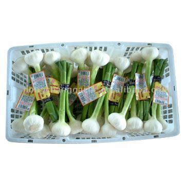  Fresh Pure White Garlic (Свежий Чистый белый чеснок)