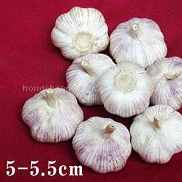  Hybrid Garlic