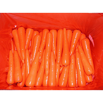  Shandong Carrot ( Shandong Carrot)