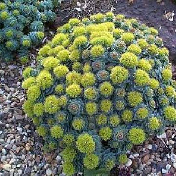  Rhodiola Extract