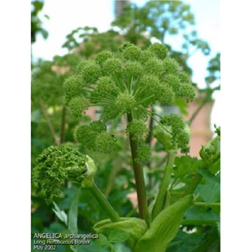  Angelica Extract (Анжелика Extr t)