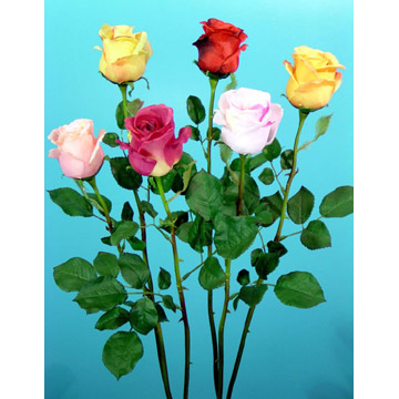  Single Rose Bud (Одноместные бутон розы)