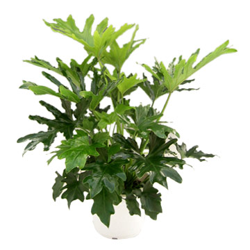  Philodendron Hope ( Philodendron Hope)