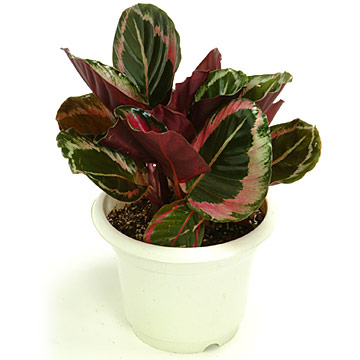  Calathea Princess (Calathea Princess)