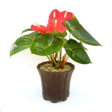  Anthurium Ricardo (Anthurium Ricardo)