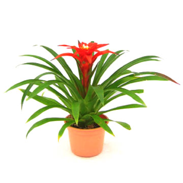 Guzmania X Magnifica (Guzmania X Magnifica)